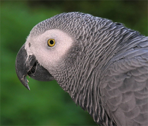 African Grey