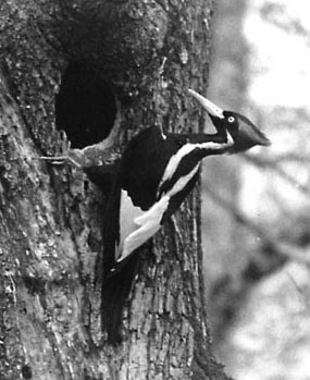 Ivory Bill Woodpecker