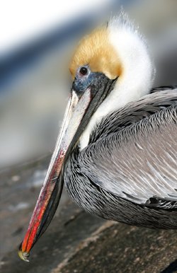 BrownPelican