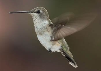 Hummingbird